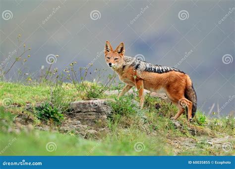 Black-backed Jackal stock image. Image of habitat, jackal - 60035855