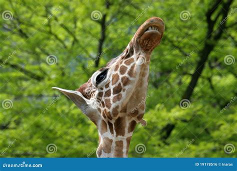 Giraffe showing its teeth stock photo. Image of africa - 19178516