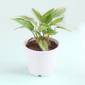 Buy Plants Online Varanasi | Best Plant Nursery in Varanasi - Giftalove