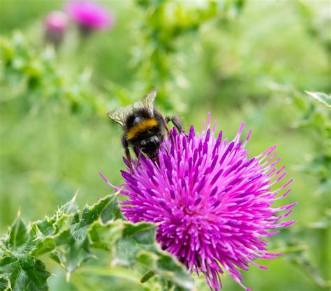 Lunch with the Locals, Grand View Room, Lionshead Parking Structure ...