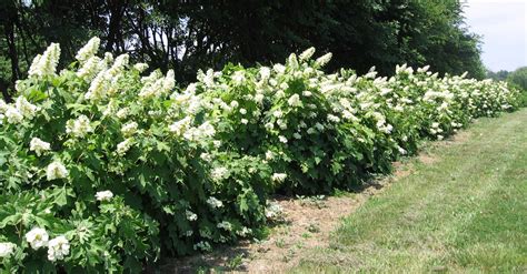 Oakleaf Hydrangea, Hydrangea quercifolia row Hydrangea Shrub, Hydrangea ...