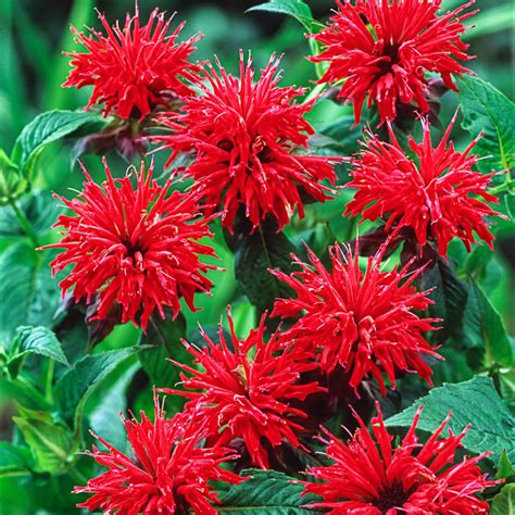 Bareroot Red Flowering Bee Balm Perennial Plant Plants, Bulbs & Seeds ...