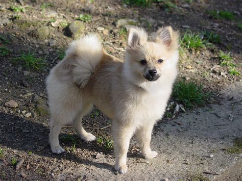 File:Pomeranian dog.jpg - Wikimedia Commons