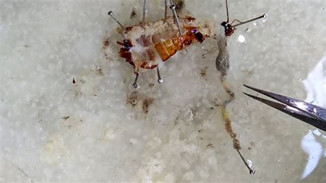 Cockroach Dissection Kit 的图像结果