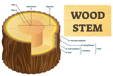 Protective tissue — lesson. Science State Board, Class 9.