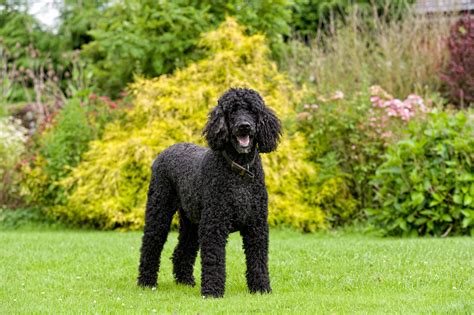 27 Hypoallergenic Dog Breeds That Are Best for Allergies