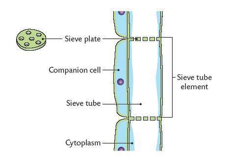Draw a neat diagram of section of phloem and lable its 4 parts ...