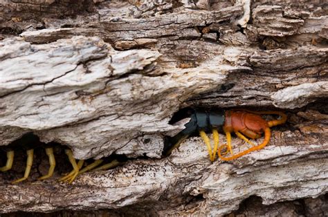 Another giant redheaded centipede sighting in Texas is 'stuff of ...