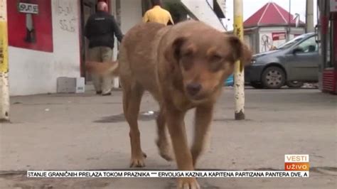 Nasilje nad životinjama: Ima li rešenja? VIDEO - B92