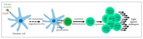 Immunotherapy of Equine Sarcoids—From Early Approaches to Innovative ...