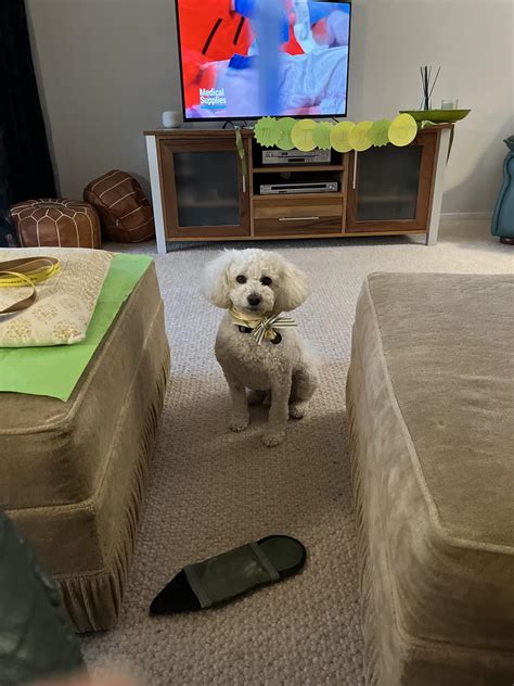 Aussie Aussie Aussie - oi oi oi! : r/poodles