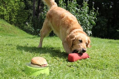 Image result for Training Retrieving Dogs