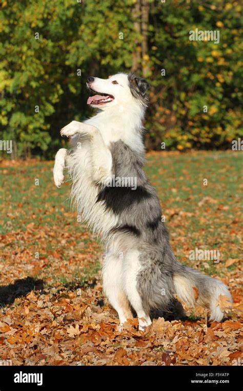 Border Collie Trick Training 的图像结果