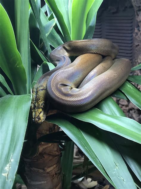 Image result for Baby Reticulated Python