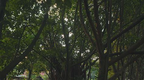 森林 的图像结果