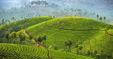 Top 18 Things To Do In Munnar In December 2026