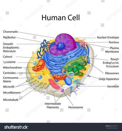 Image result for Human Cell Structure and Function