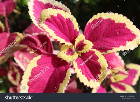Image result for Complementary Flower Colors