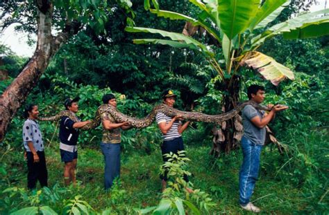 Python Attacks Human 的图像结果