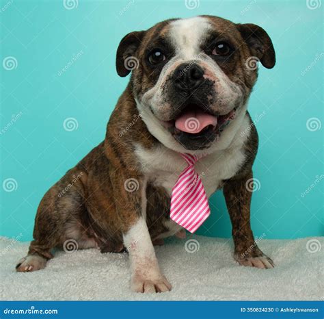 Brown and White Brindle English Bulldog Sitting Down Panting and ...
