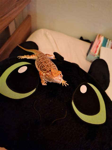 "Thank you for nothing, you useless reptile" : r/BeardedDragons