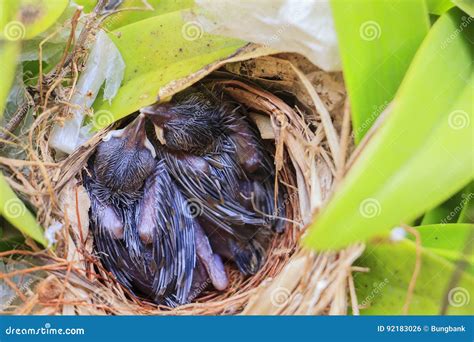 Two bulbul chicks in nest stock photo. Image of food - 92183026