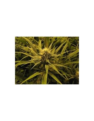 Brain Damage (KC Brains) Feminized Seeds | Up To 30% Off