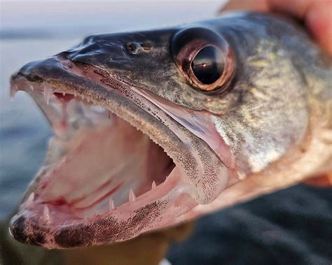 Annual Oneida Lake walleye derby goes digital, tagged fish prize in limbo - syracuse.com