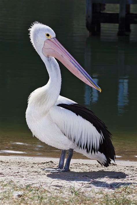 Montana Birding: American White Pelican – a herding specialist ...