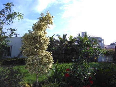 Geoscape | Vertical Garden in Chennai | Terrace Garden in Chennai ...