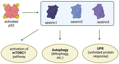 The Important Role of Protein Kinases in the p53 Sestrin Signaling Pathway