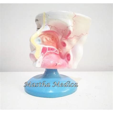 Jual Manekin Torso Kerangka Anatomi Manusia Model Hidung - Jakarta ...