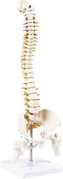 Myaskro 45cm Tall Human Vertebral Column Anatomy Spine Model for ...