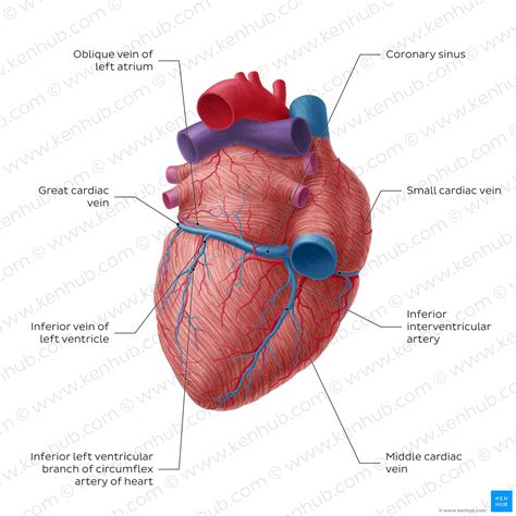 Posterior interventricular artery: Anatomy and supply | Kenhub