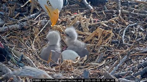 The famous bald eagle nest live cam is back and we have 3 baby eaglets ...