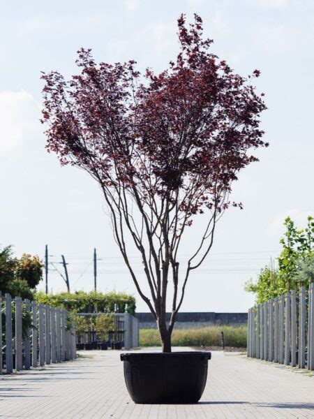 Acer Palmatum 'Bloodgood' | Gratis bezorgd!