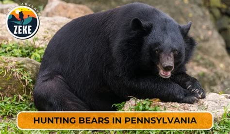 Hunting in Pennsylvania [Season Guide 2025] - Zeke Adventure Blog