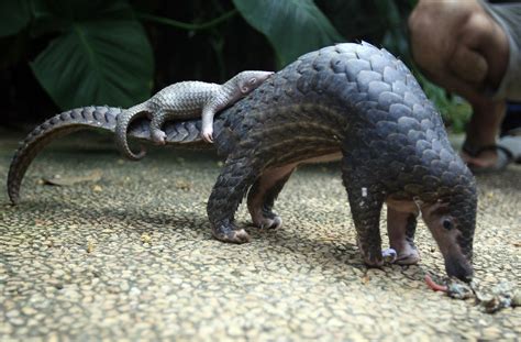 Baby Pangolin sleeping on mother's tail. : r/aww