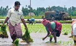 MCQ ( Solution) - Agriculture - Social Studies (SST) Class 8 PDF Download