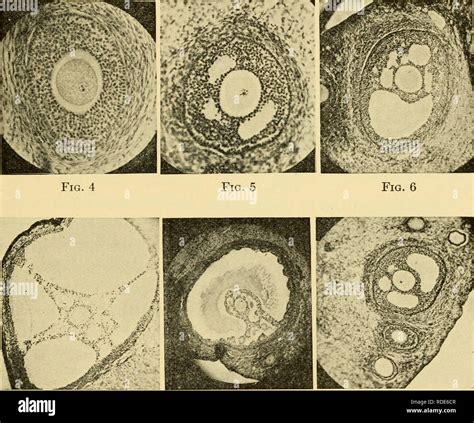 . The eggs of mammals. Ovum; Embryology -- Mammals; Mammals ...