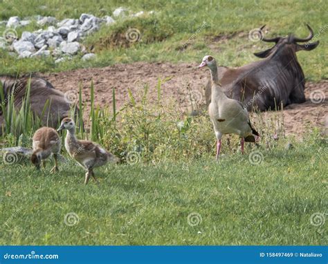 African Goose, a Breed of Domestic Goose with Goslings are on the ...