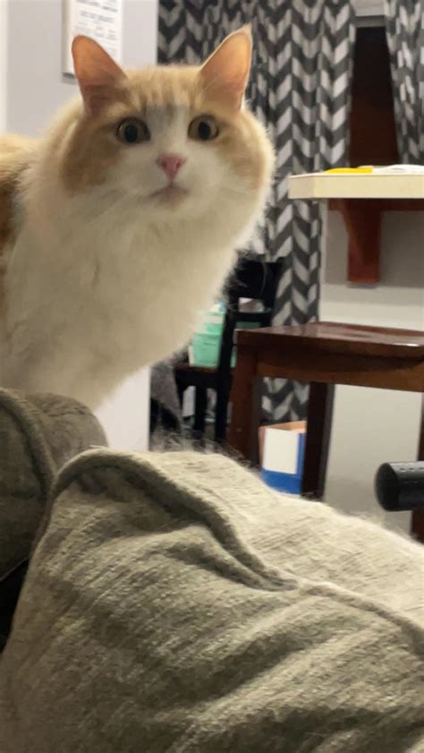 Why Does My Dogs Urine Smell Like Rotten Eggs