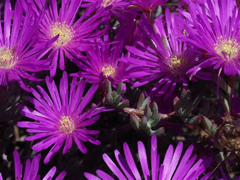 Lampranthus multiradiatus (Jacq.) N.E.Br. | Plants of the World Online ...
