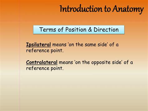 Image result for Contralateral Anatomical Position