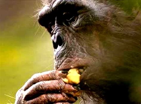 Australopithecus Documentary 的图像结果