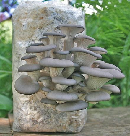 How to grow mushrooms at Home - The Complete Guide – TrustBasket
