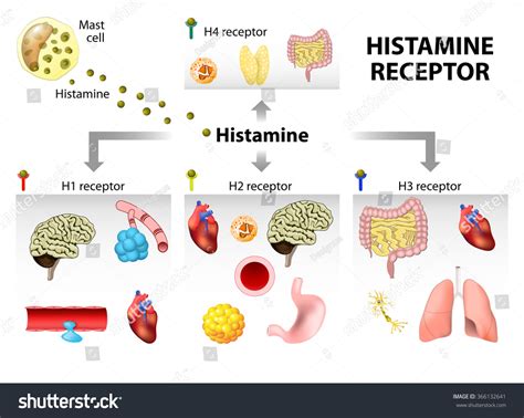 Histamine Action. Function, Target Tissue And Organs. Stock Vector ...