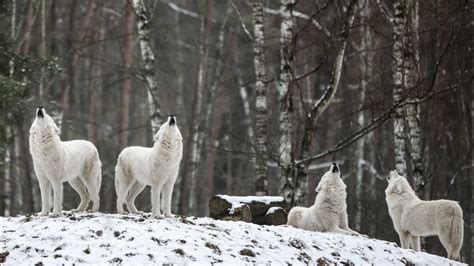 Image result for Wolves Howling Sounds