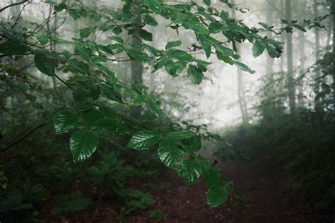 Om+Krishnaya+Vasudevaya+Haraye+Paramatmane+Mantra+Pc+Wallpaper Photos ...