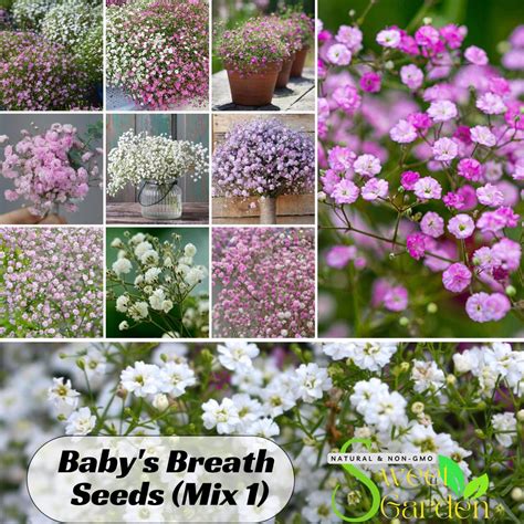 Baby's Breath Seeds (mix 1) - Gypsophila -perennial -authentic Seeds ...